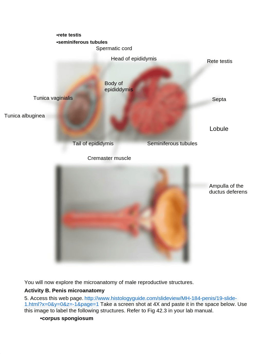 BIO-131 Lab Quiz 8 Reproductive System Summer 2020.docx_d0vl13cjh88_page3