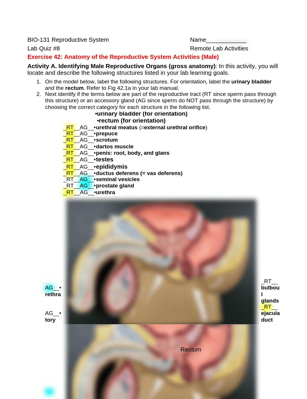 BIO-131 Lab Quiz 8 Reproductive System Summer 2020.docx_d0vl13cjh88_page1