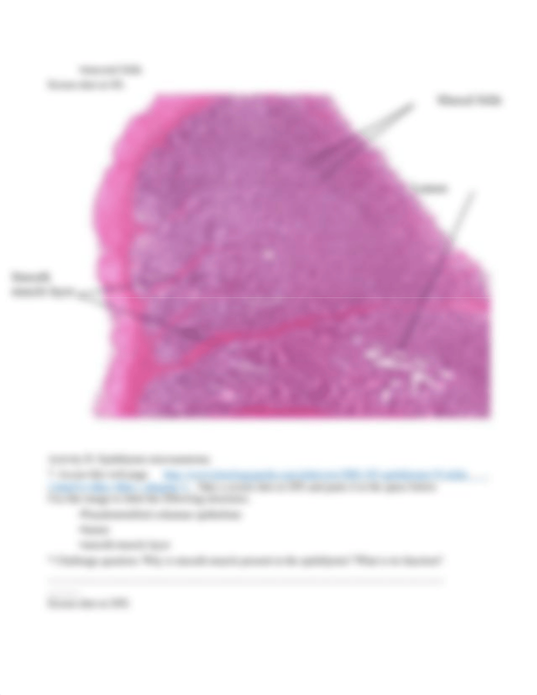 BIO-131 Lab Quiz 8 Reproductive System Summer 2020.docx_d0vl13cjh88_page5