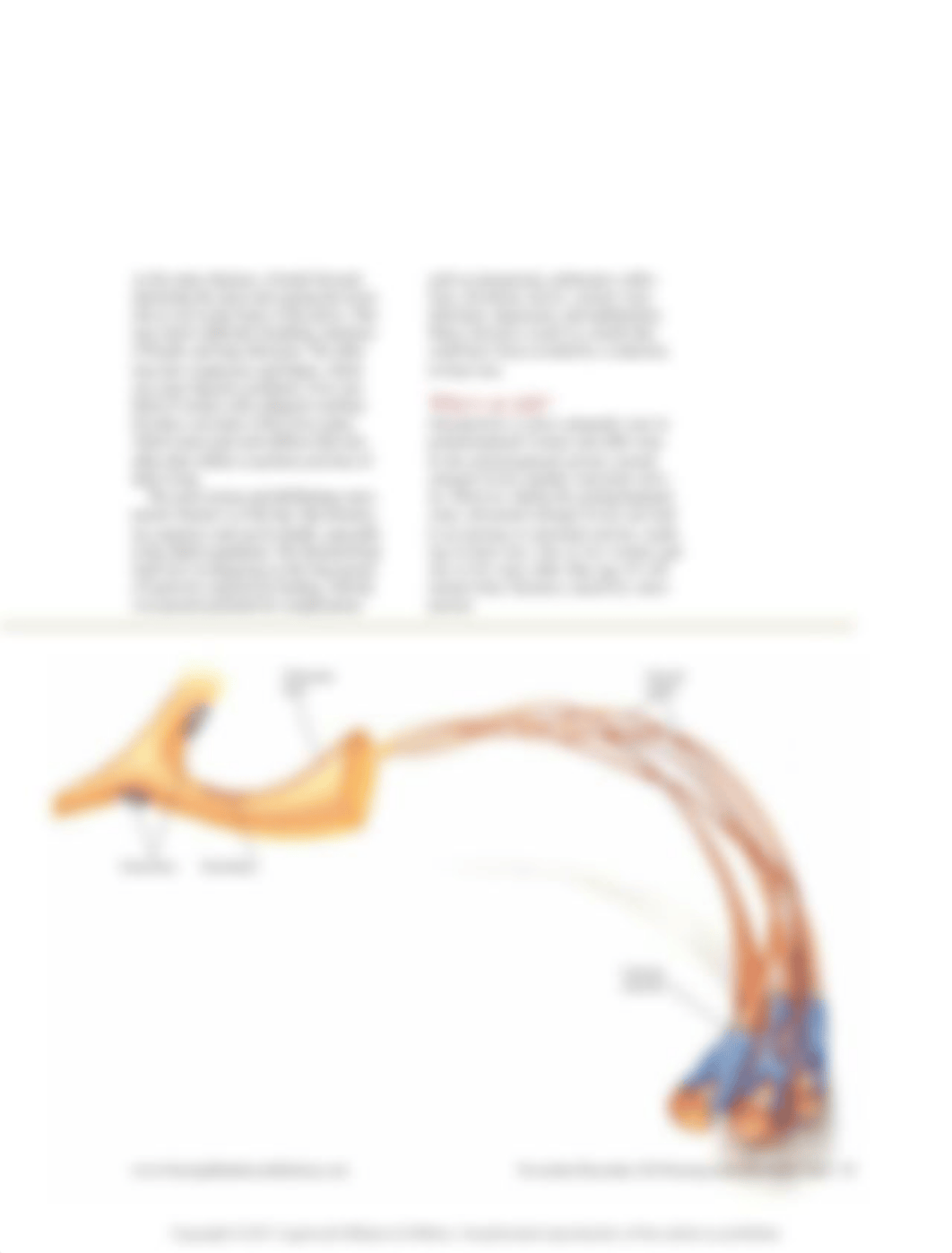 Gattullo_-_Osteoporosis_N-D_11.pdf_d0vl3qdrhdq_page4