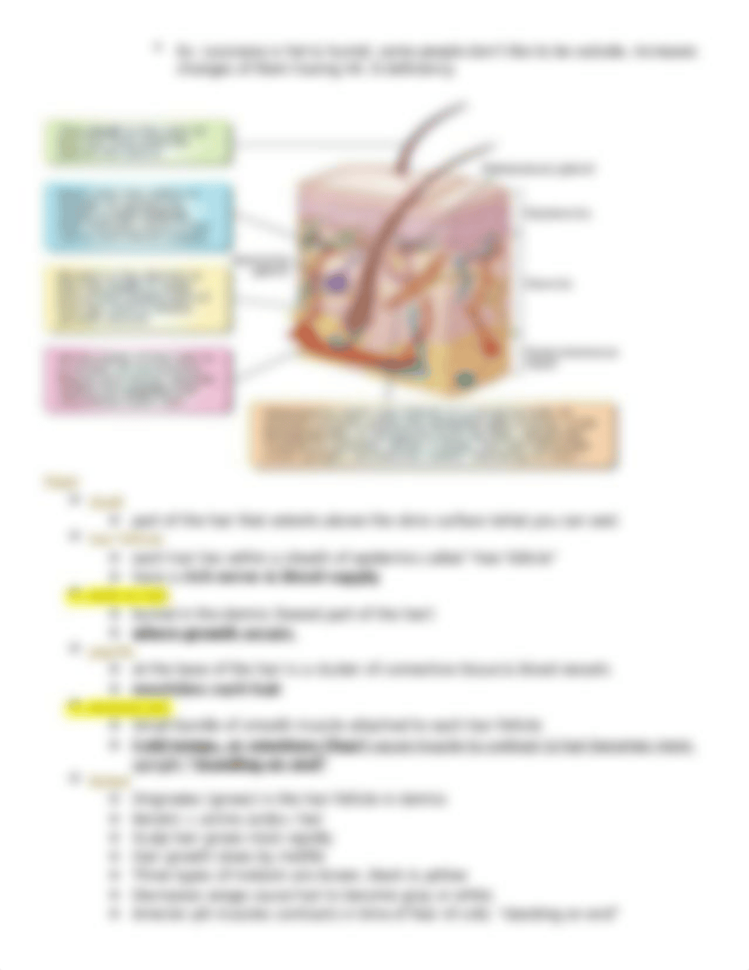 ch.53 integumentary outline.docx_d0vwlhuwc66_page4