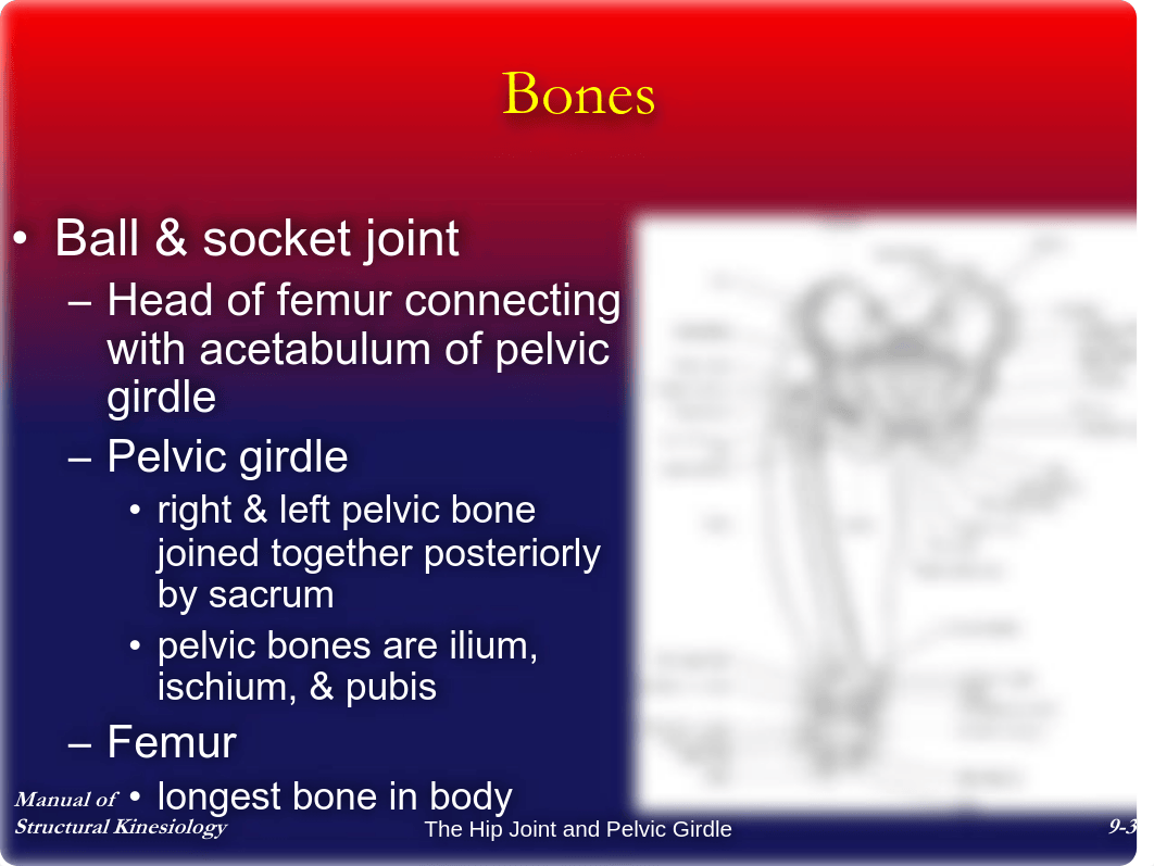 Chap9 - The Hip Joint and Pelvic Girdle - Notes_d0vz9kkj1s5_page3