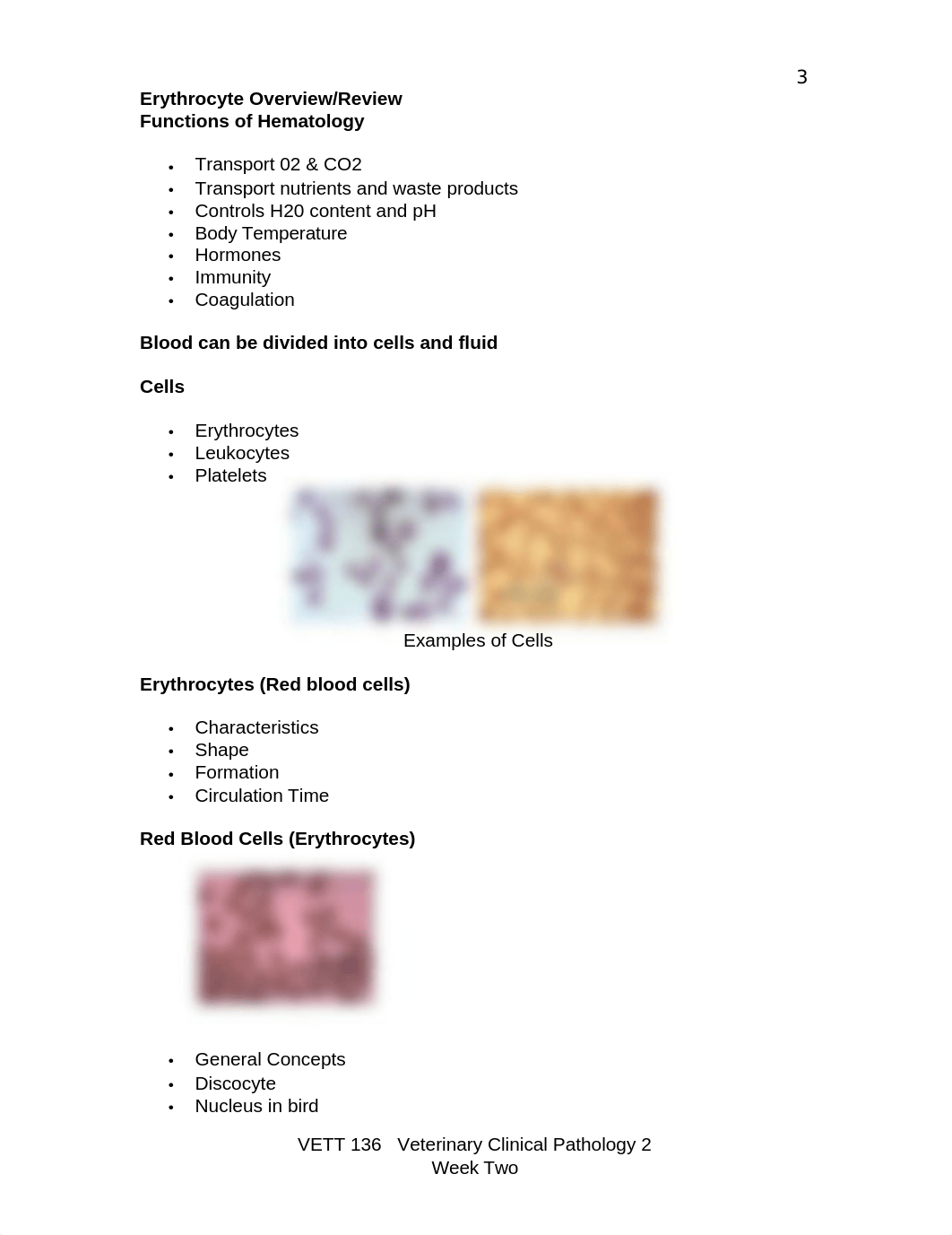 Coursework%20Wk%202%20Erythrocyte%20Morphology%201%20(1).docx_d0wet4cco1t_page3