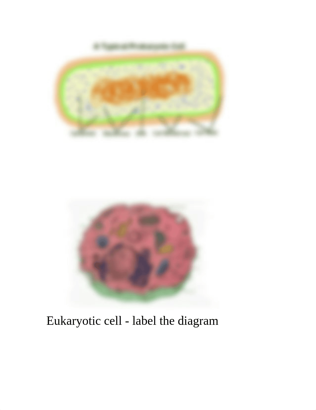 Functional Anatomy of Prokaryotic and Eukaryotic cells_d0wzsckfvhx_page2