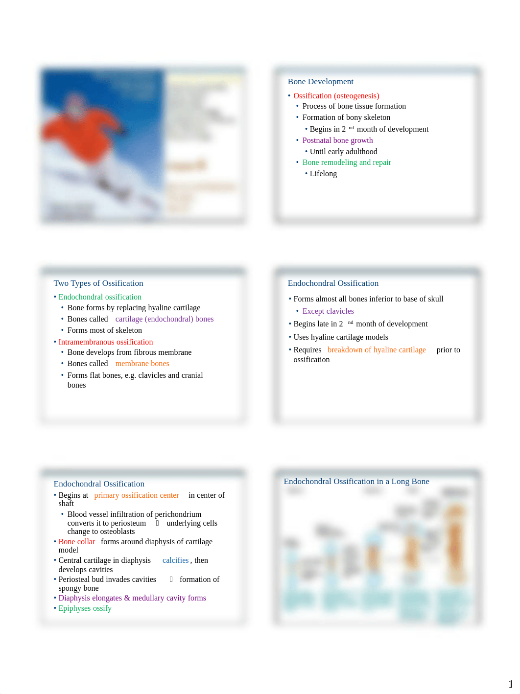 Ch06_BonesAndSkeletalTissues_Slides_PartB.pdf_d0xfputik16_page1