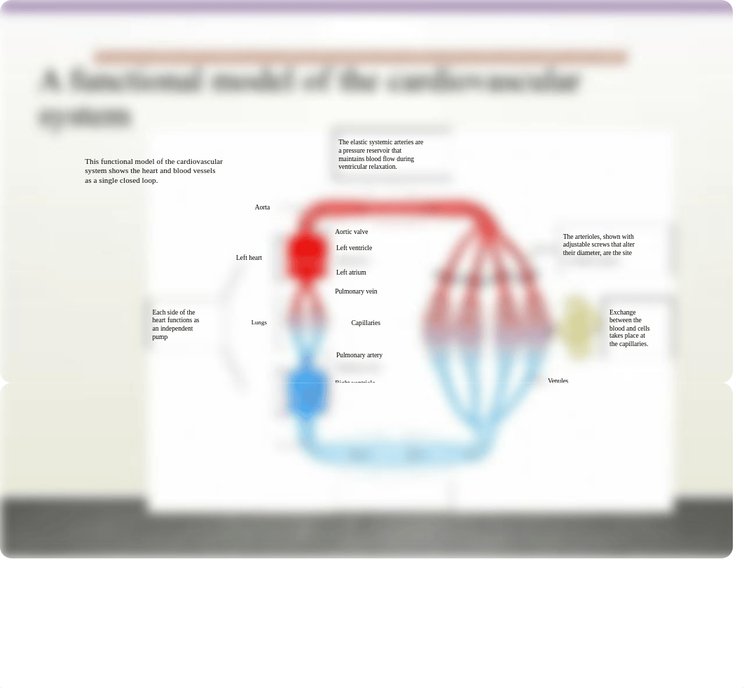 BIO215 S19 Ch 14 Cardiovascular System- Blood Vessels.pptx_d0ygfe3lrn2_page4