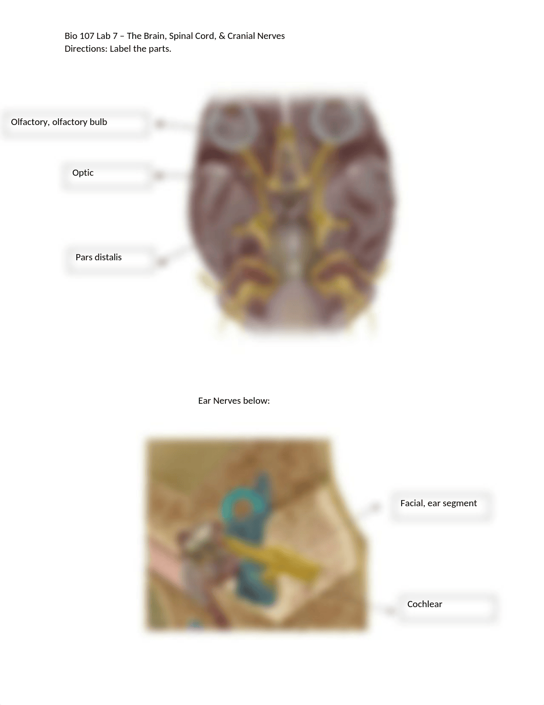 Bio 107 Lab 7 - The Brain, Spinal Cord, & Cranial Nerves.docx_d0z4x4i70ek_page2