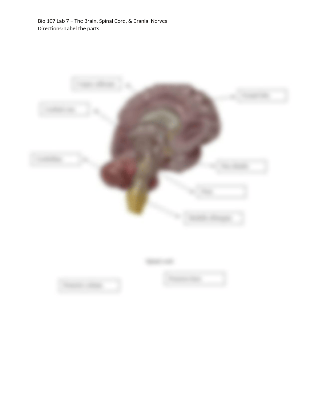 Bio 107 Lab 7 - The Brain, Spinal Cord, & Cranial Nerves.docx_d0z4x4i70ek_page3