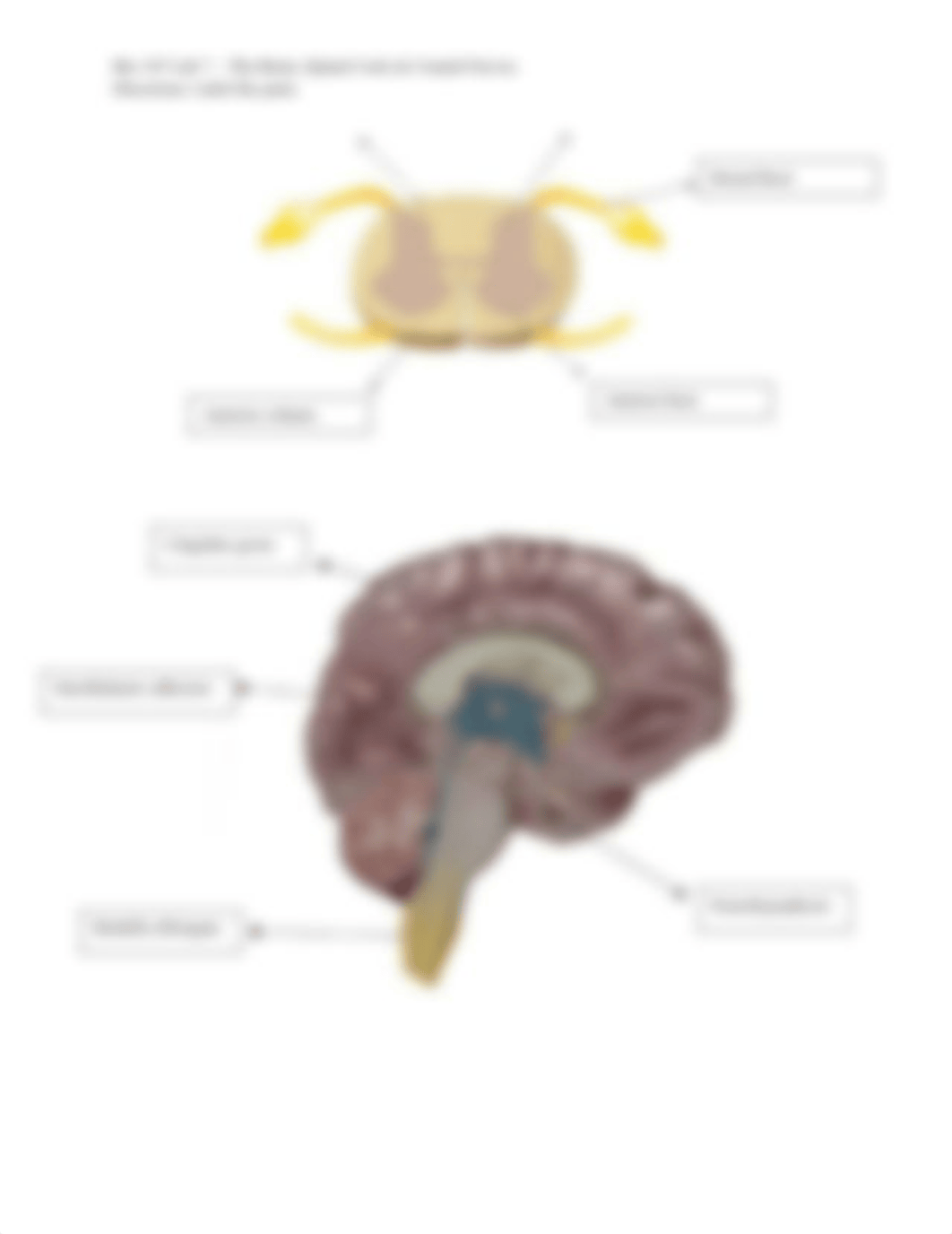 Bio 107 Lab 7 - The Brain, Spinal Cord, & Cranial Nerves.docx_d0z4x4i70ek_page4