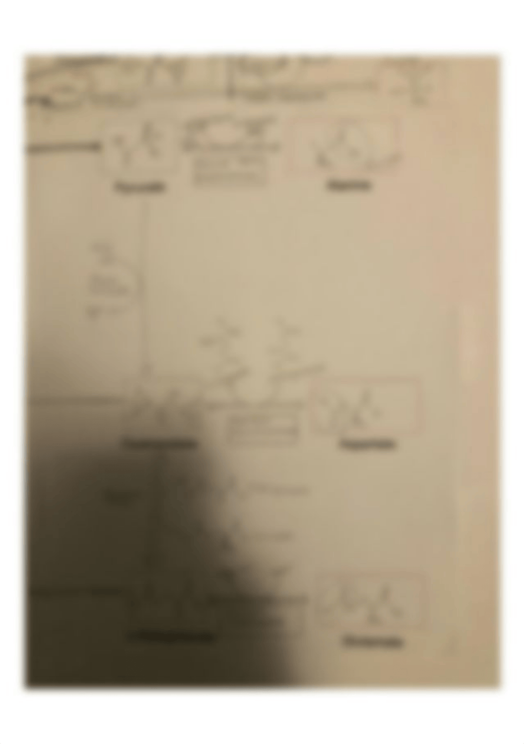 Biochemistry Lab 5 Worksheet 13.jpg_d0zue5xscfx_page1