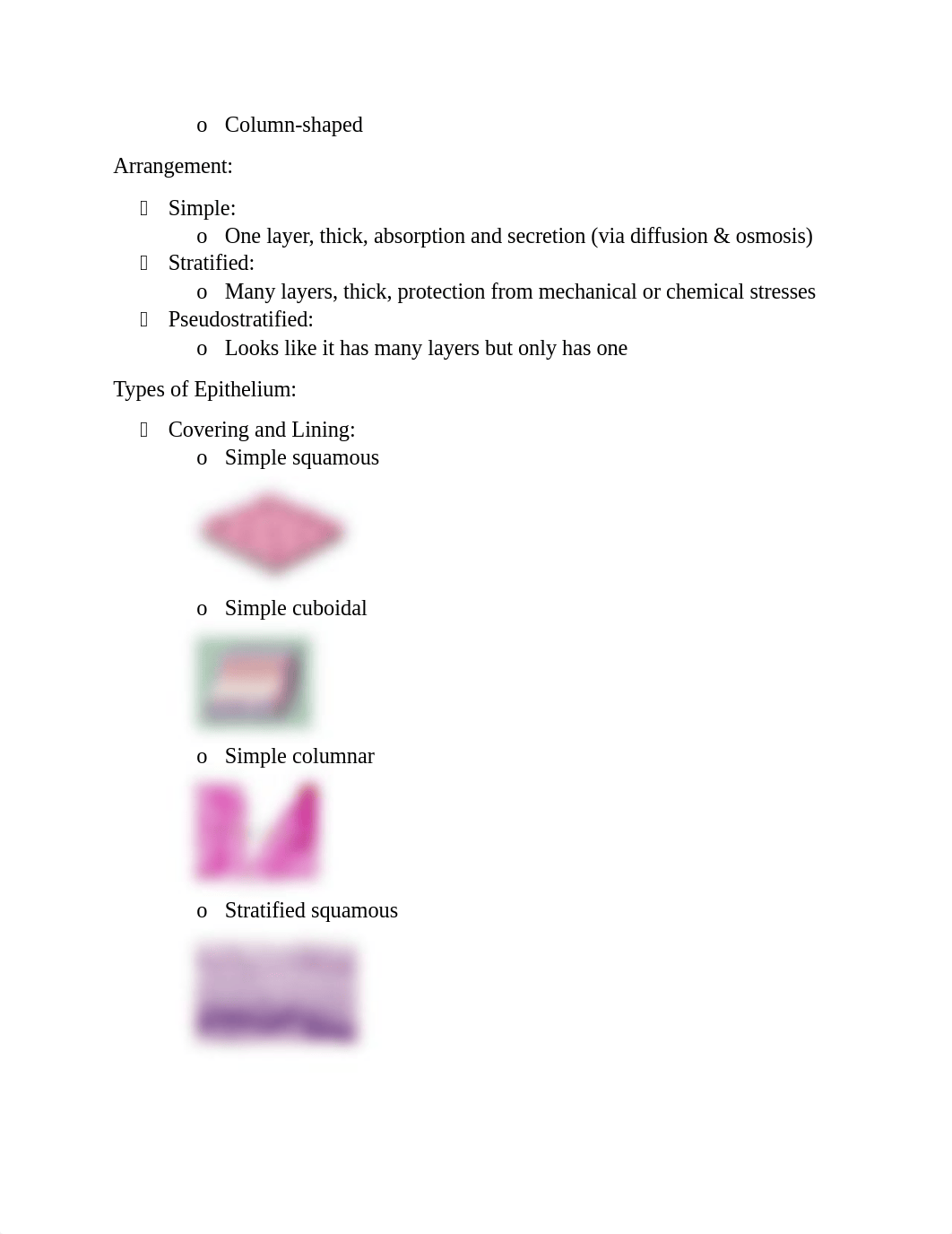 Tissues of the Human Body.docx_d106ch204z9_page2