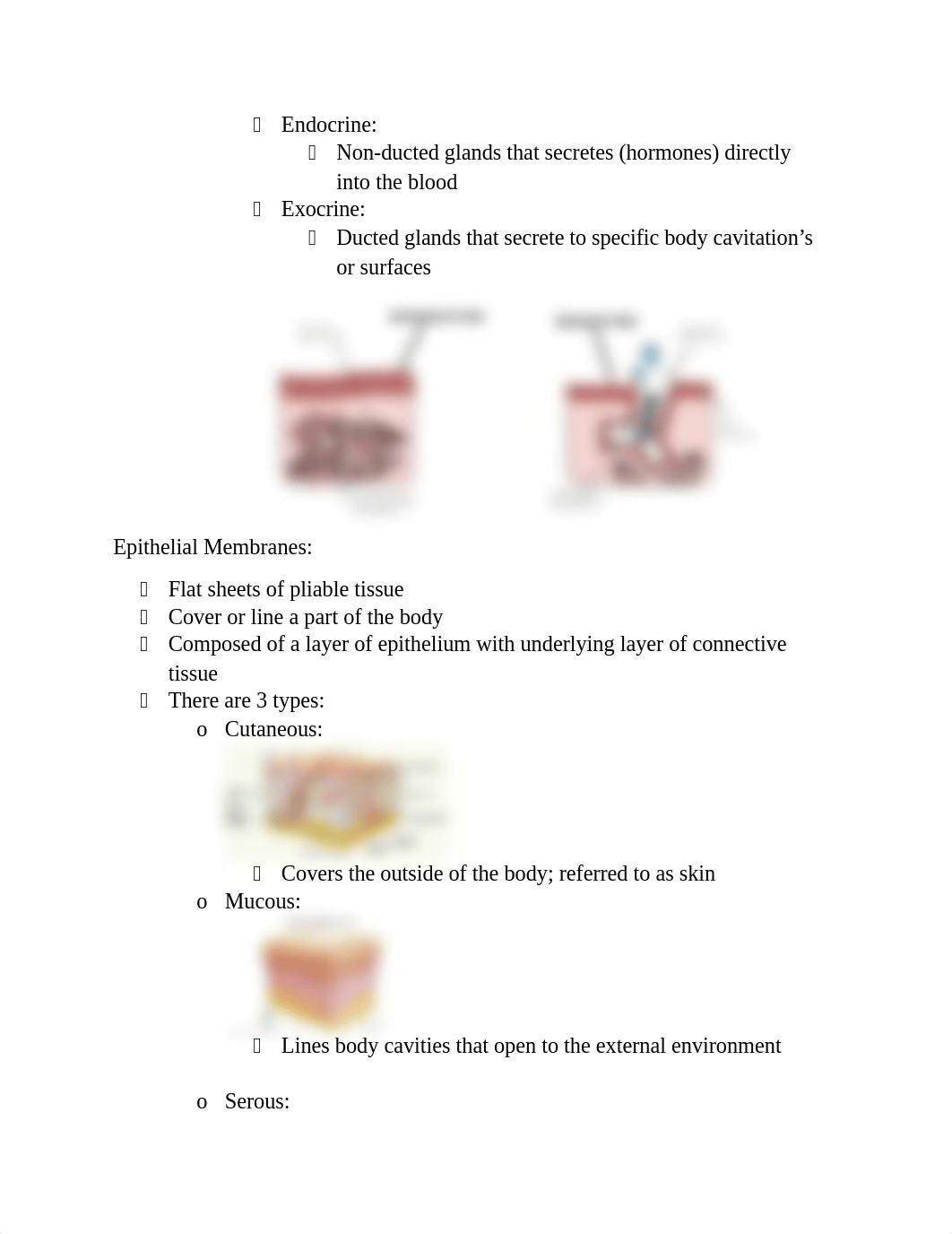 Tissues of the Human Body.docx_d106ch204z9_page4