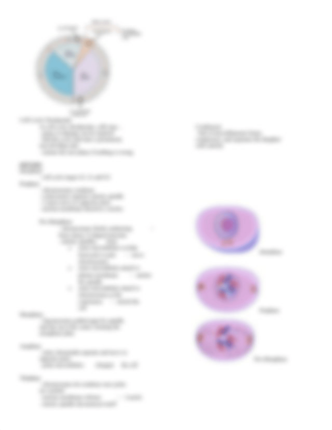 Unit 2.7 Cell Reproduction Study Guide_d109ztud0iw_page2