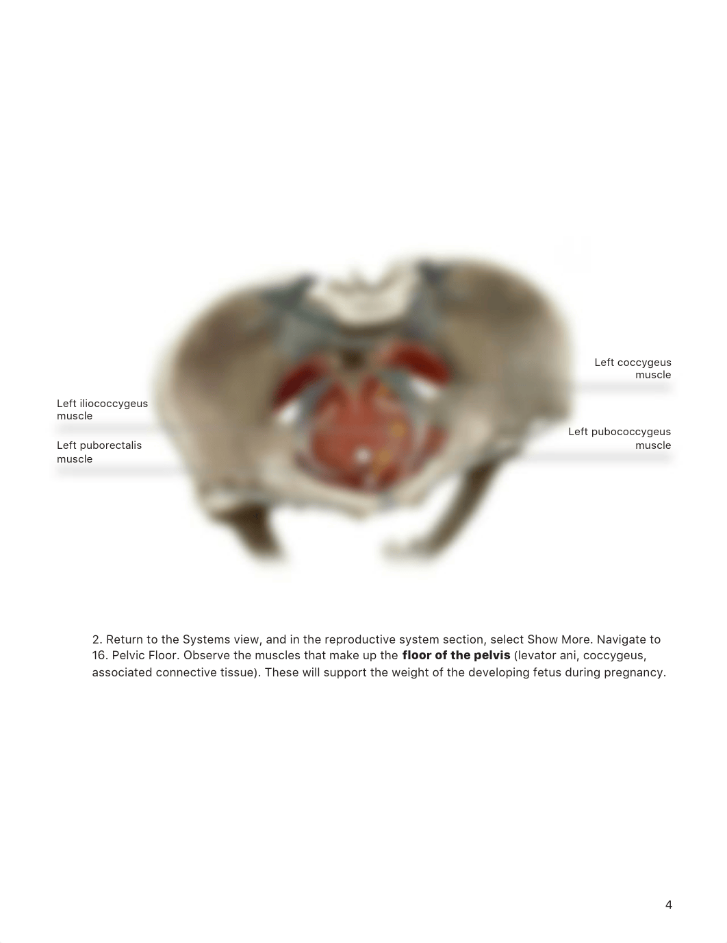 lab manual_reproductive_female_atlas.pdf_d10l01eprra_page4