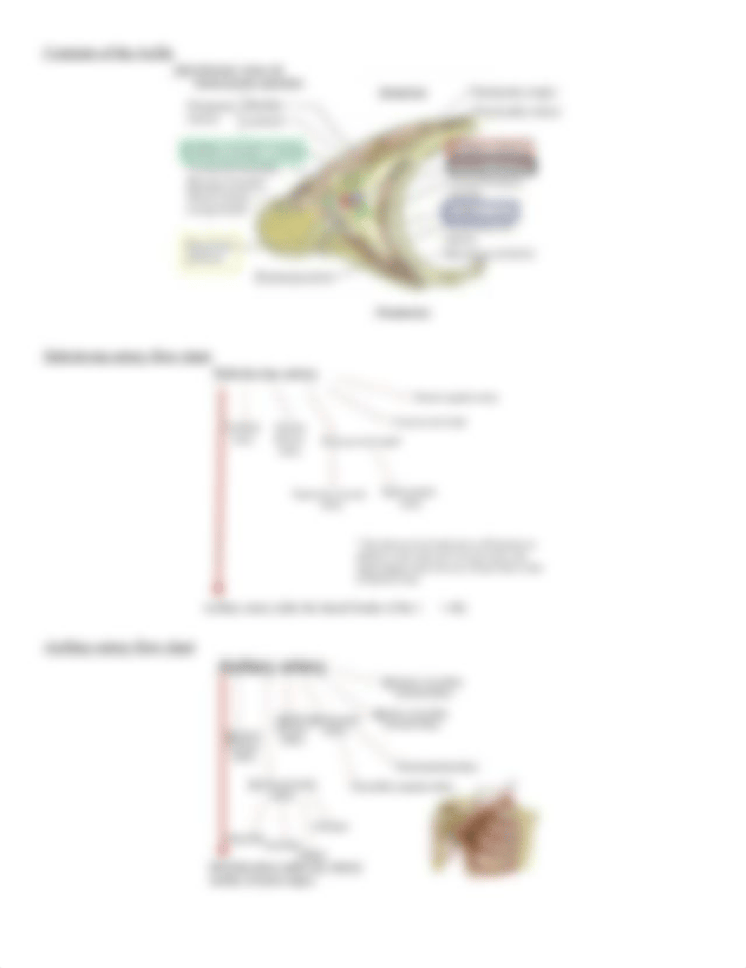 Breast, Pectoral, and Axillary Regions.docx_d10mtcgqwac_page2