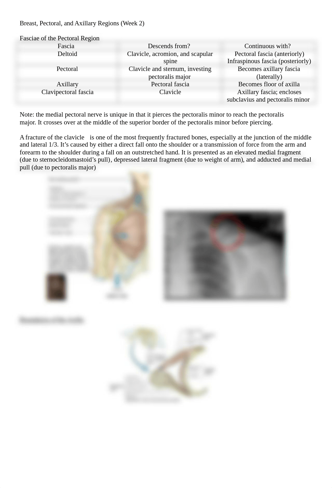 Breast, Pectoral, and Axillary Regions.docx_d10mtcgqwac_page1