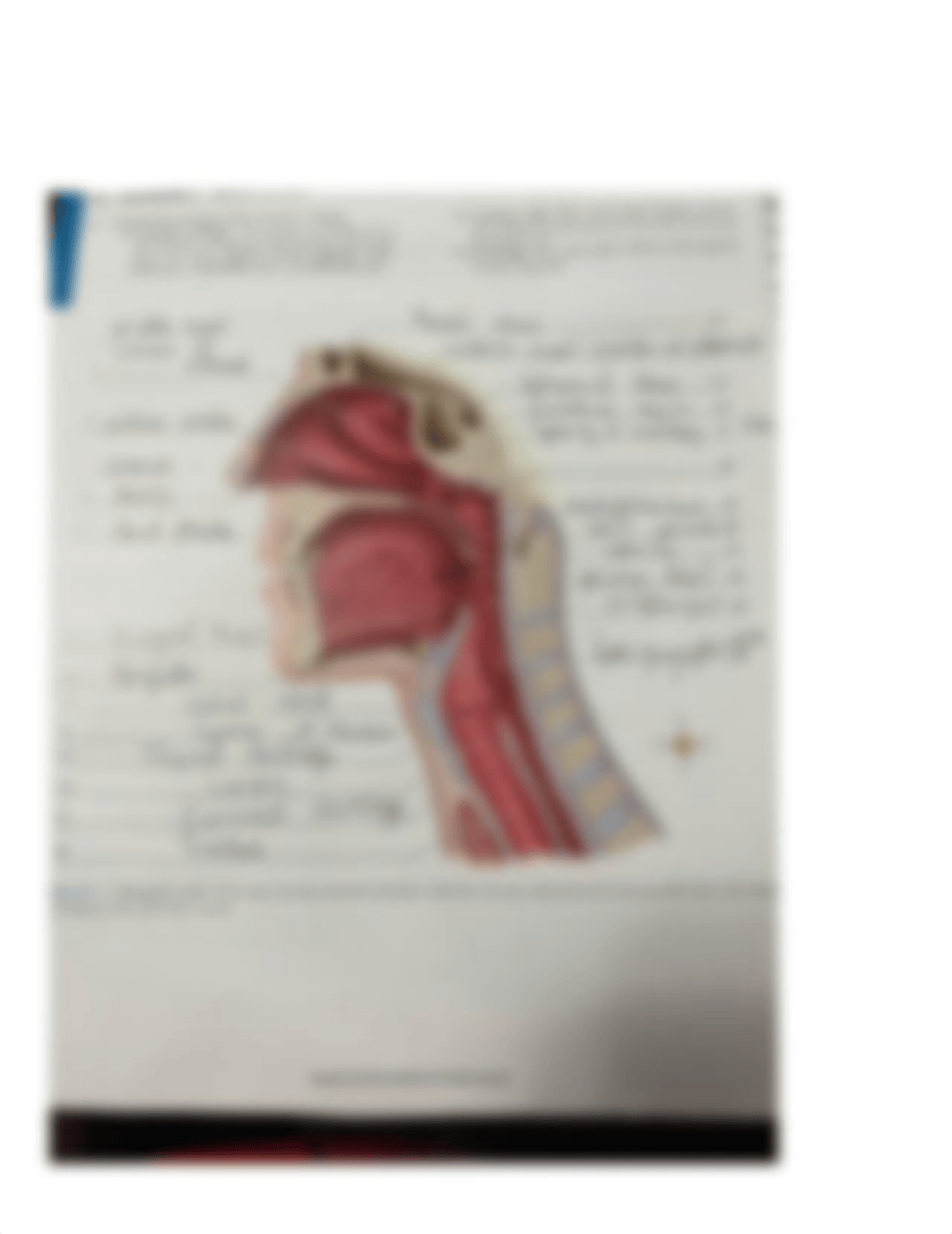 Lab Report F _ Lab Exercise 41 (Respiratory Structure) .pdf_d112m4hffhe_page2