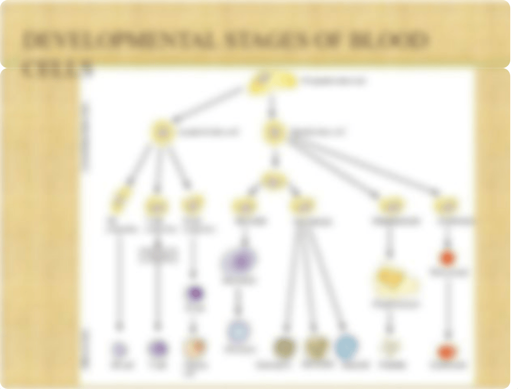 11 WBC disorders.ppt_d1188hauzg6_page4