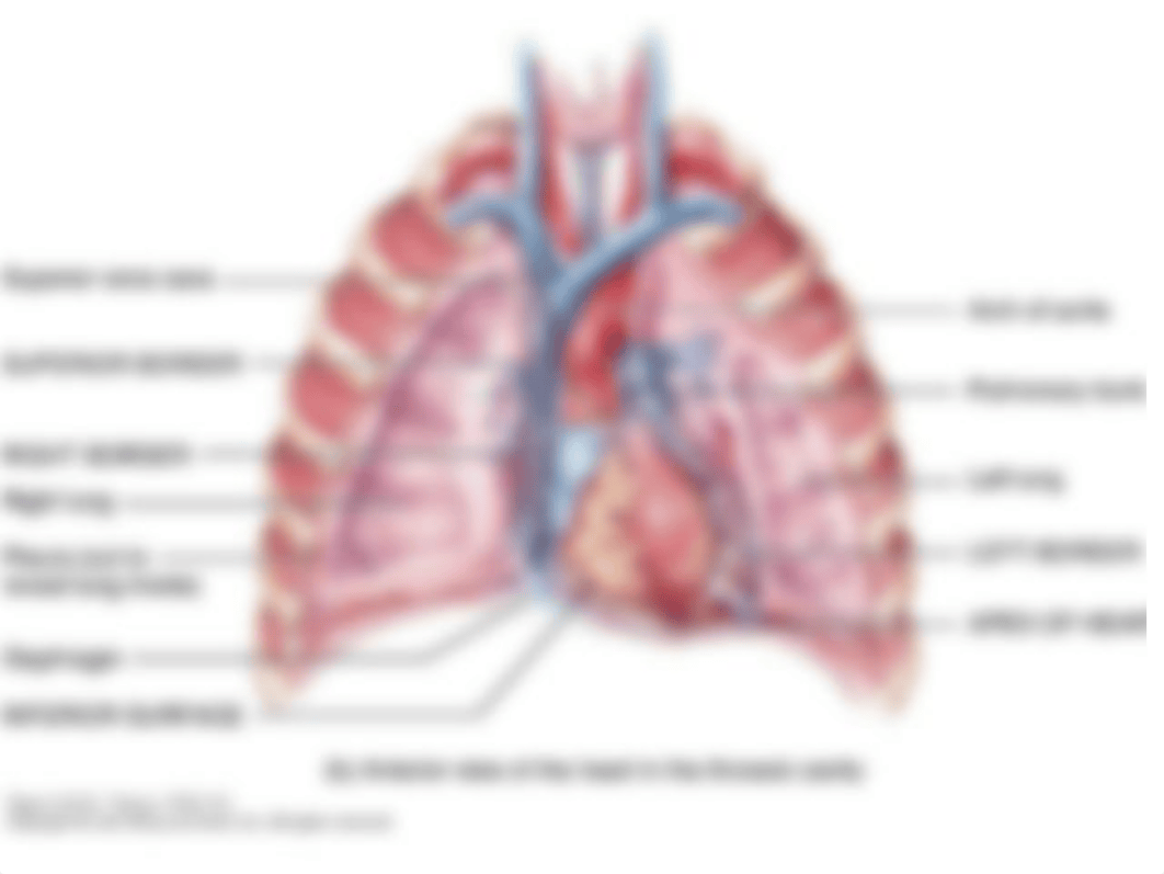 Ch. 14 The Cardiovascular System - Heart_d119rr40hu8_page4