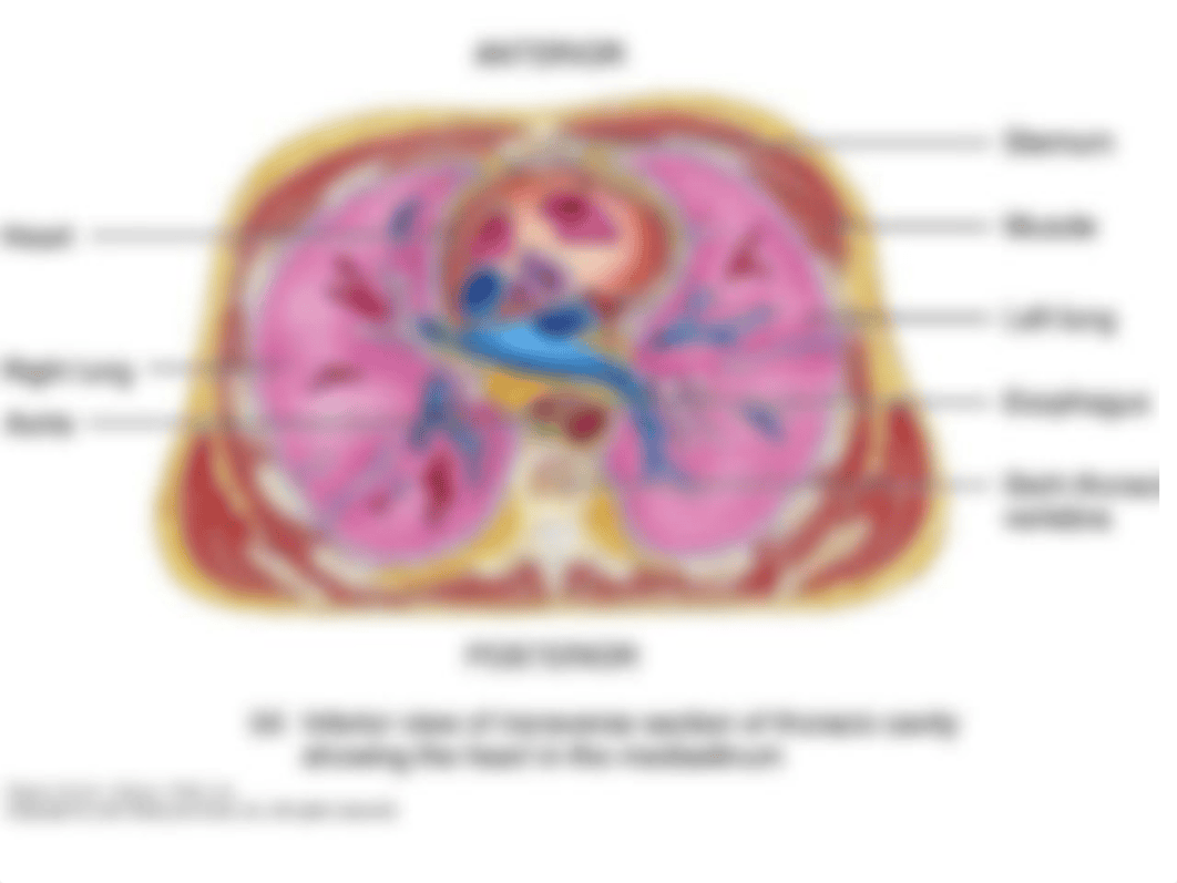 Ch. 14 The Cardiovascular System - Heart_d119rr40hu8_page3