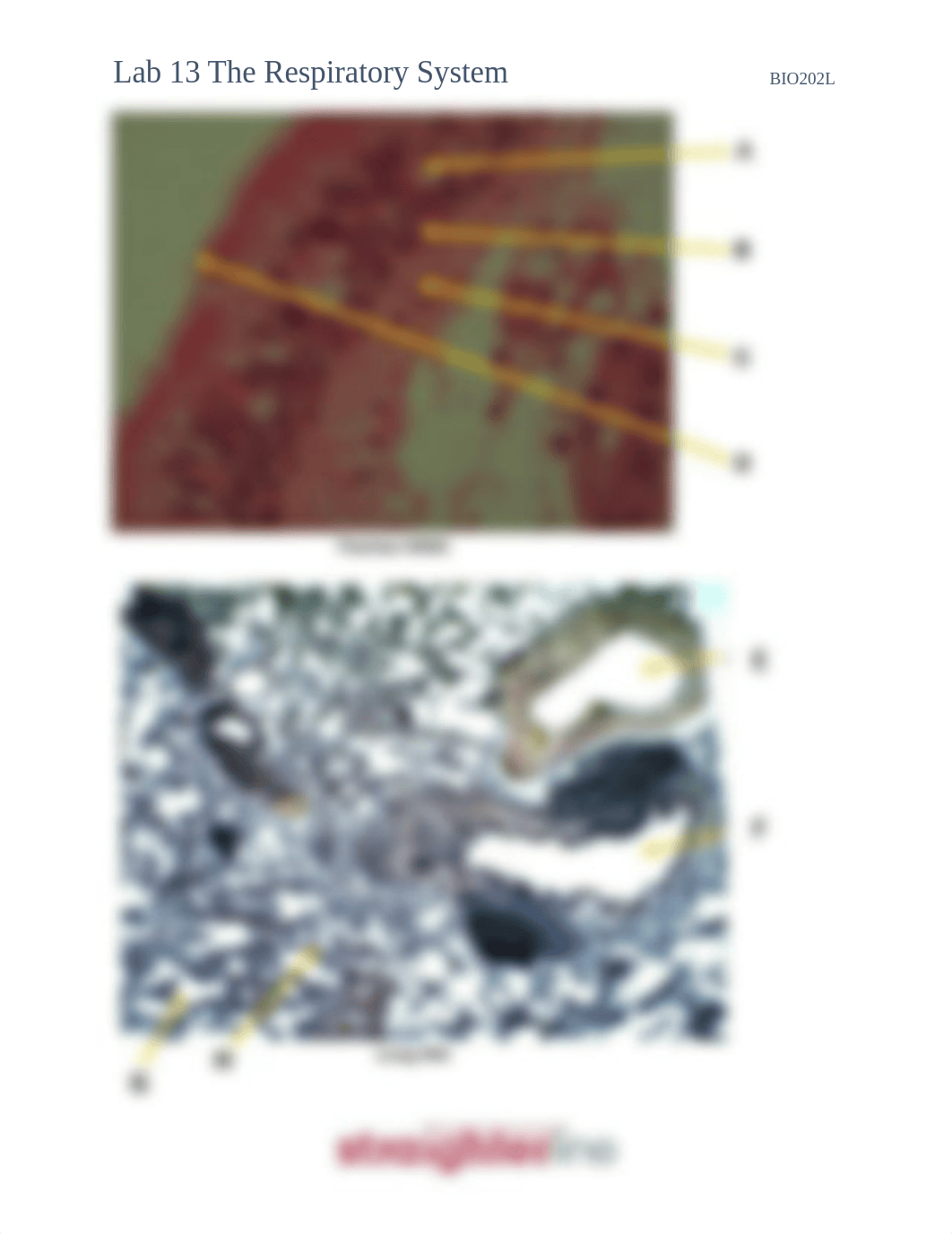 Lab 13 The Respiratory System.docx_d11ftur0rz7_page2