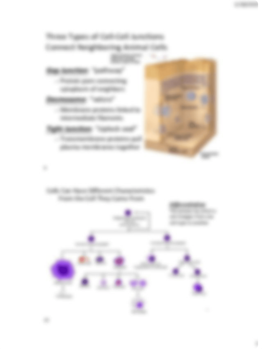 05Lect+Material+-+Cell+Structure+&+Function+-+Organelles+and+Membranes.pdf_d11hafwx6hx_page5