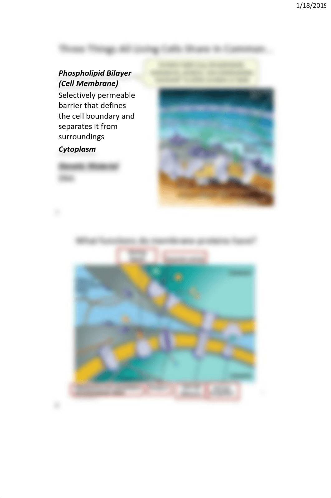 05Lect+Material+-+Cell+Structure+&+Function+-+Organelles+and+Membranes.pdf_d11hafwx6hx_page4