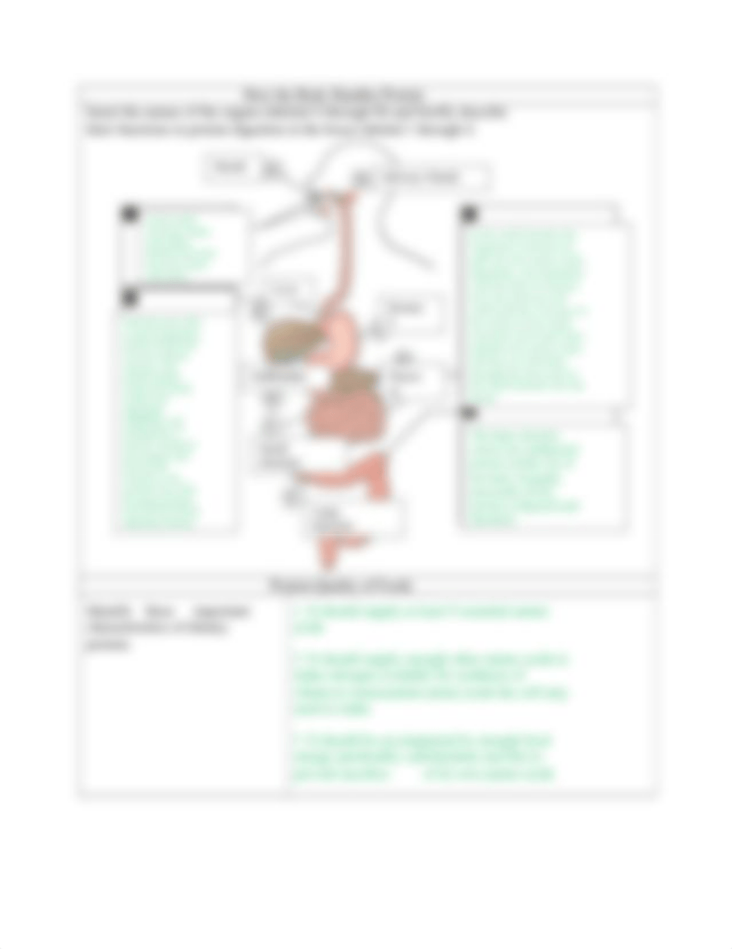 Nutrition Chapter 6 Review sheet.docx_d11hyfubnyu_page3