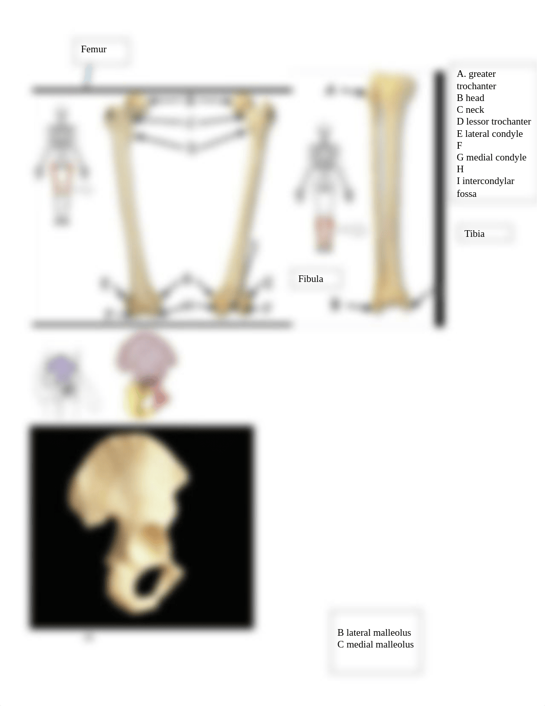 2. Lab exam 2 review appendicular skeleton.docx_d11sfizwelt_page3