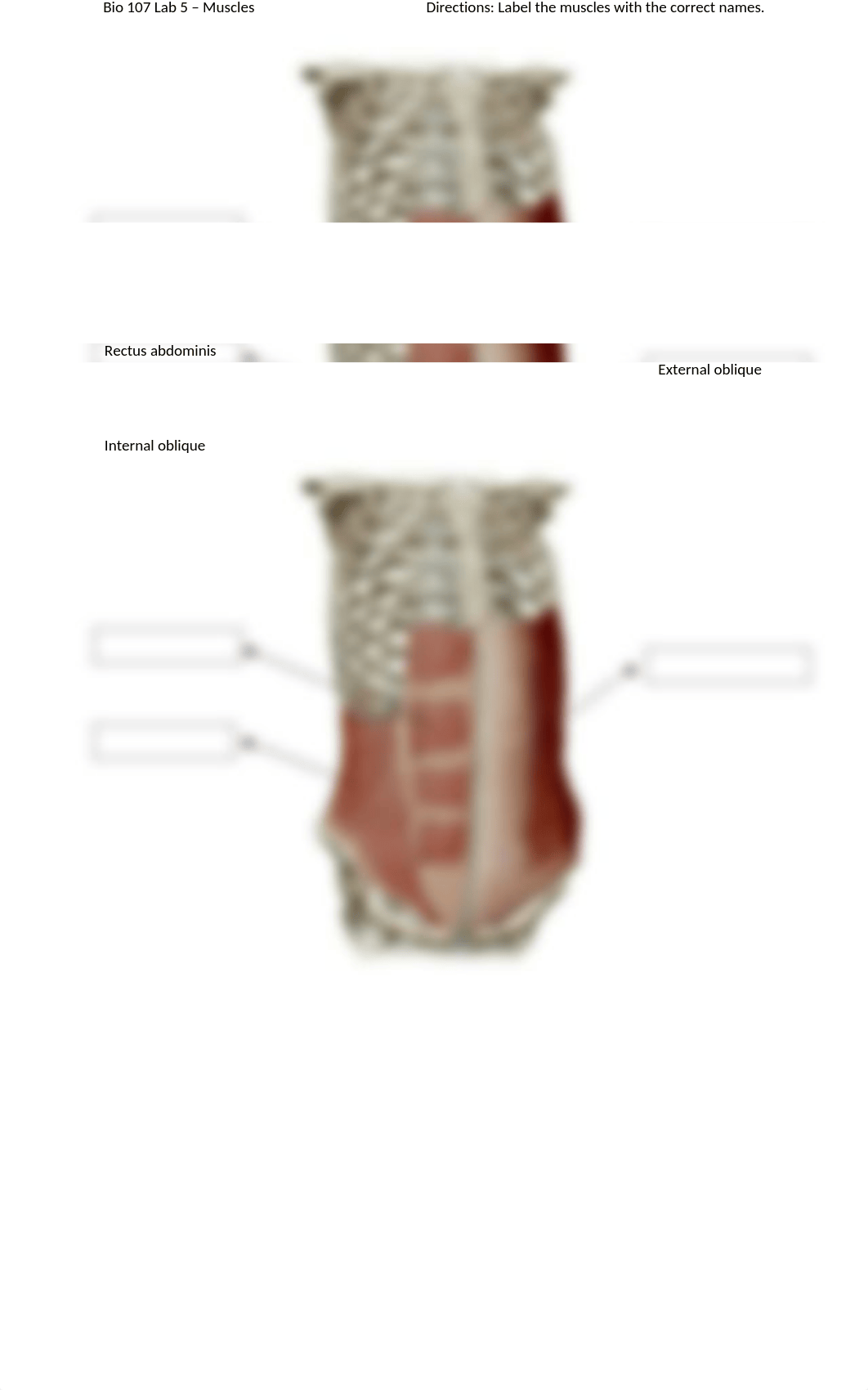 Bio 107 Lab 5 - Muscles.docx_d11wpste0rn_page2