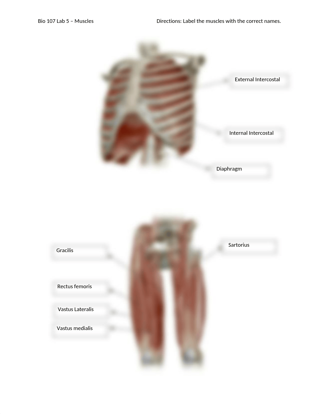 Bio 107 Lab 5 - Muscles.docx_d11wpste0rn_page3