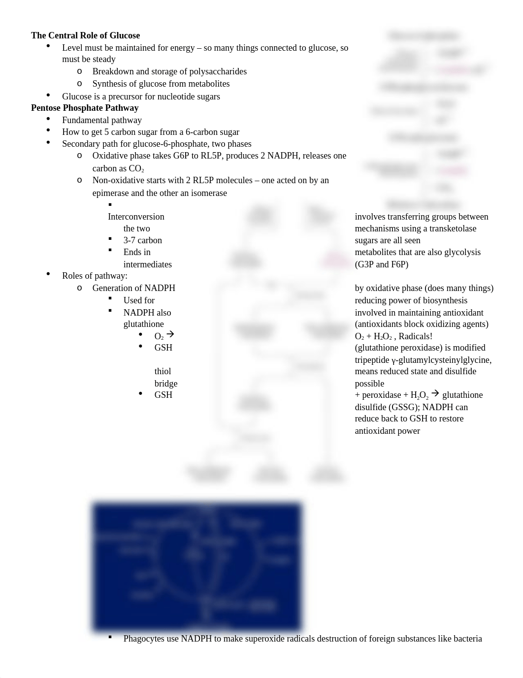 Exam 4 Notes.docx_d12ae8x5jid_page1