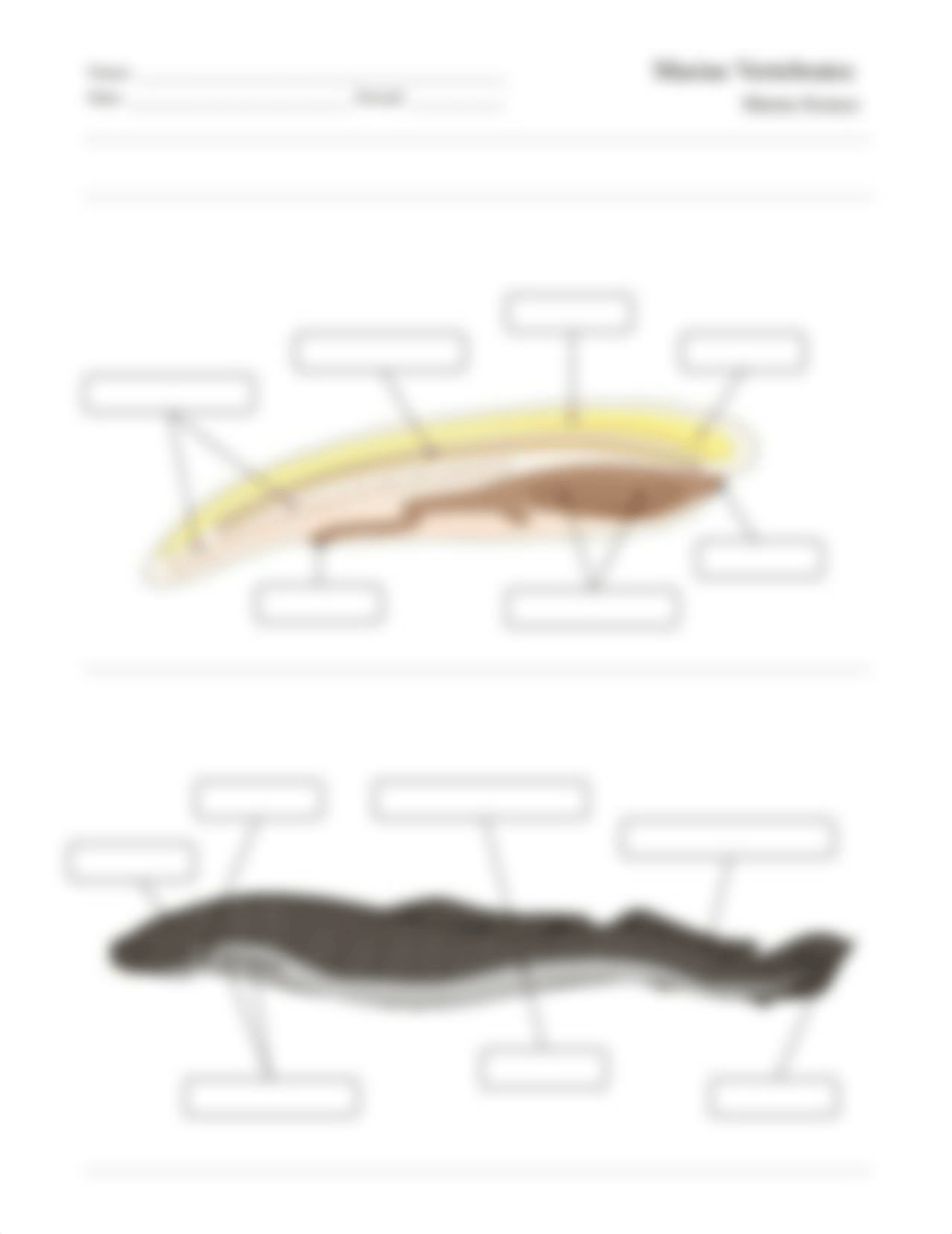 Worksheet - Chordate and Lamprey Anatomy.pdf_d12lrt20sml_page1