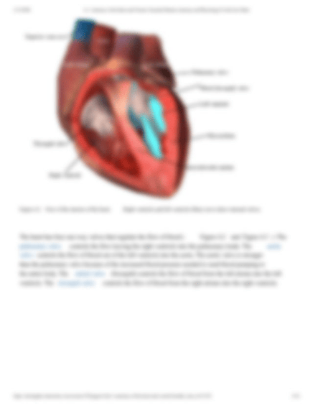 4.1_ Anatomy of the Heart and Vessels_ Essential Human Anatomy and Physiology II with Lab- Burtt.pdf_d12rkd16xon_page4