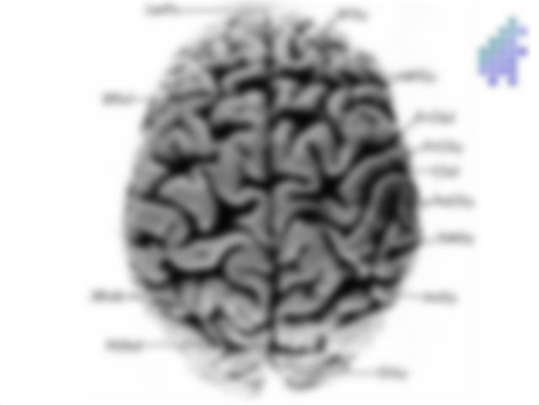 Sheep Brain Intro, Dorsal & Lateral Views.ppt.pdf_d12tmy2qegx_page5