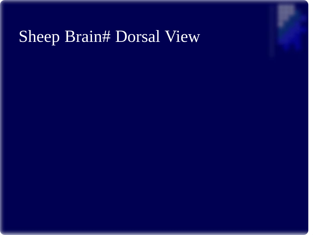 Sheep Brain Intro, Dorsal & Lateral Views.ppt.pdf_d12tmy2qegx_page3