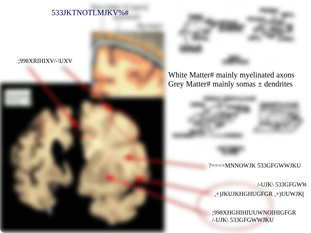 Sheep Brain Intro, Dorsal & Lateral Views.ppt.pdf_d12tmy2qegx_page1