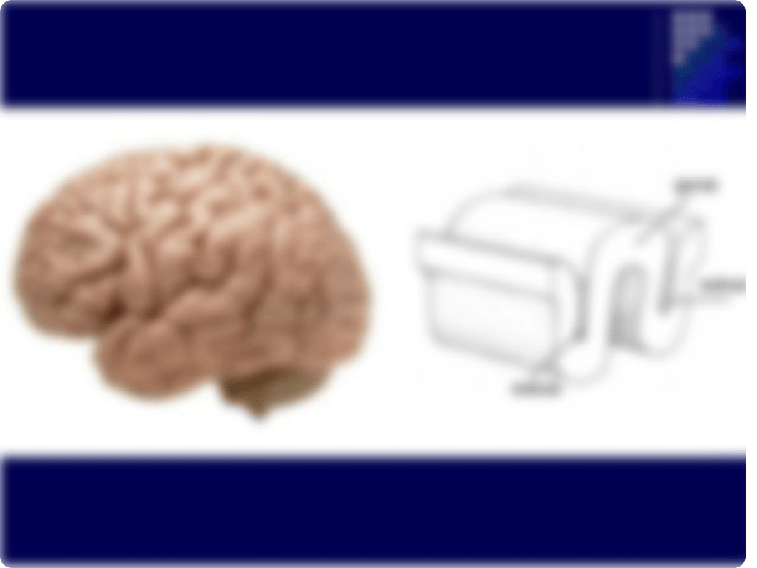 Sheep Brain Intro, Dorsal & Lateral Views.ppt.pdf_d12tmy2qegx_page2