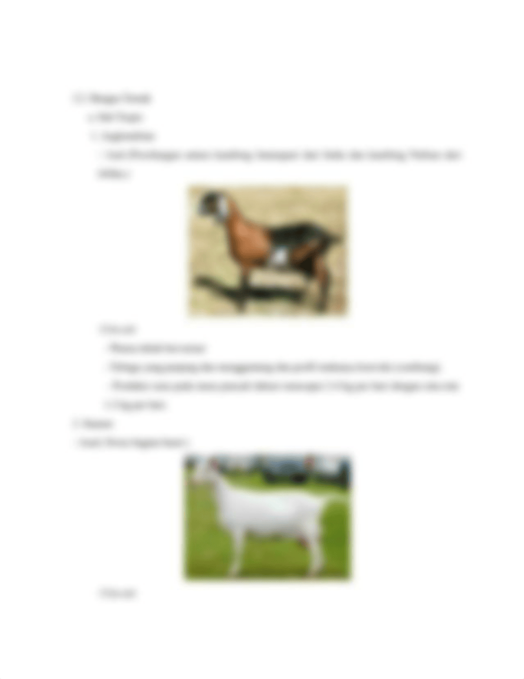 Laporan Penilaian Ternak_ Ternak Perah (kambing)_Alfie.docx_d13a179ahq6_page3