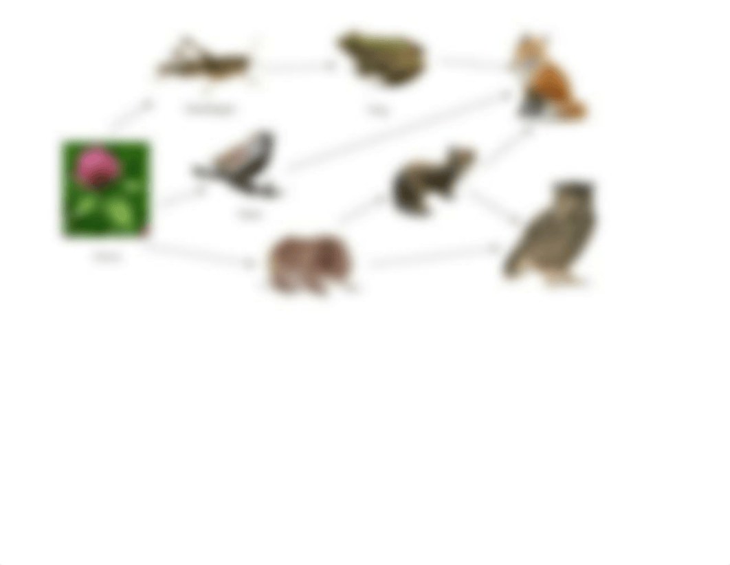 Food web.docx_d13fmoydqhf_page1