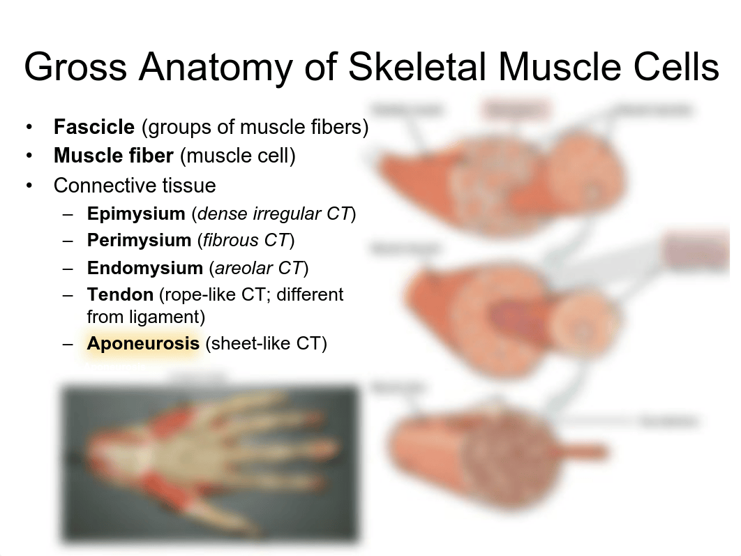 Lab 6-7-Muscle.pdf_d13sadwdomc_page4