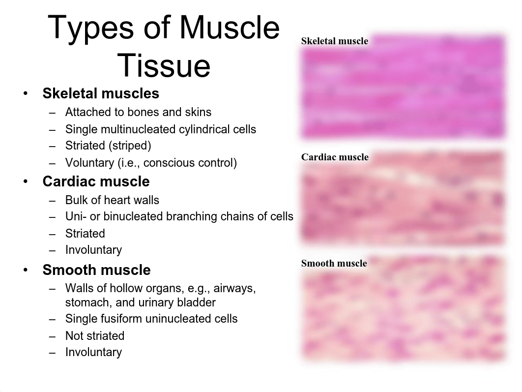 Lab 6-7-Muscle.pdf_d13sadwdomc_page2