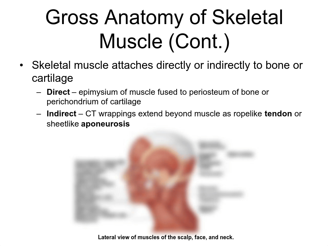 Lab 6-7-Muscle.pdf_d13sadwdomc_page5