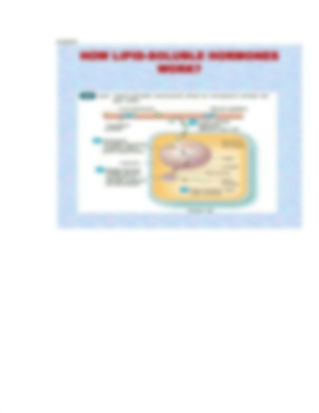 THE ENDOCRINE SYSTEM.pdf_d15rykci1h9_page2