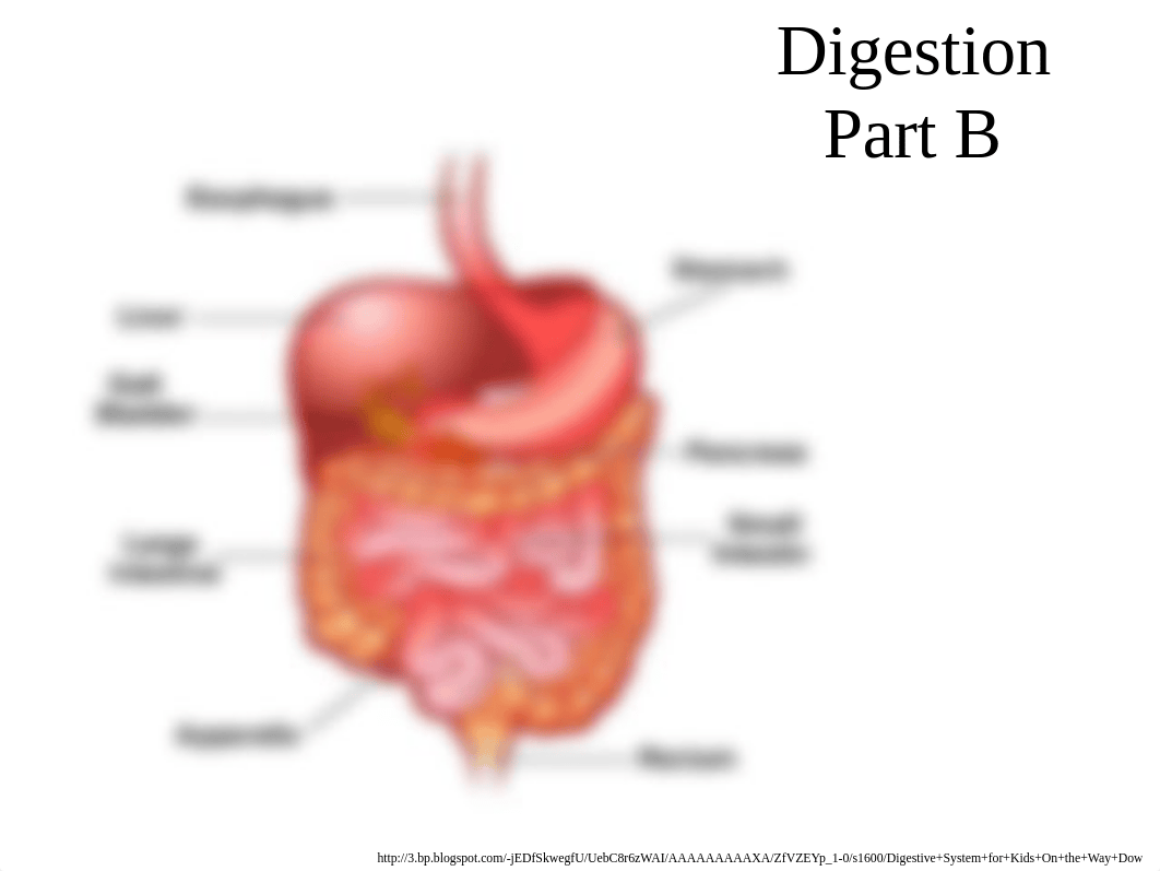 Digestive System Part B_d1622pni25n_page1