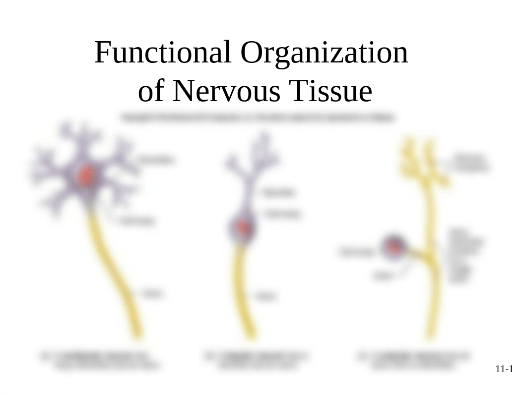 Ch.11 - Functional Organization of Nervous Tissue.ppt_d17qmud3b7e_page1