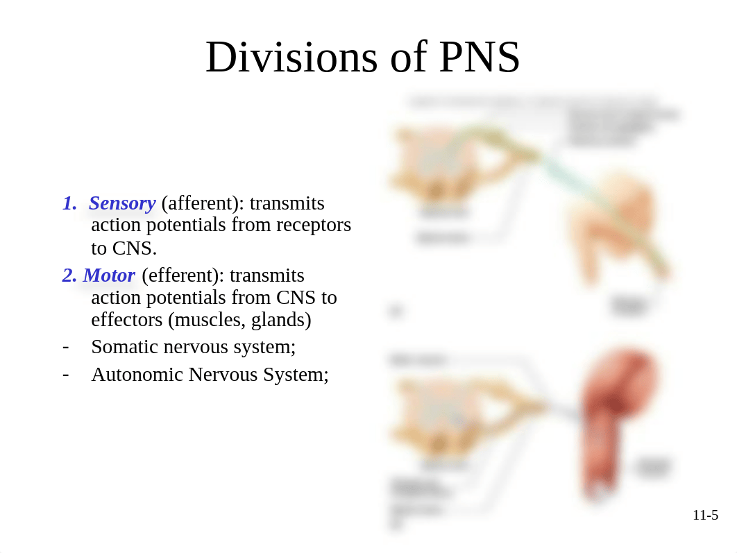 Ch.11 - Functional Organization of Nervous Tissue.ppt_d17qmud3b7e_page5