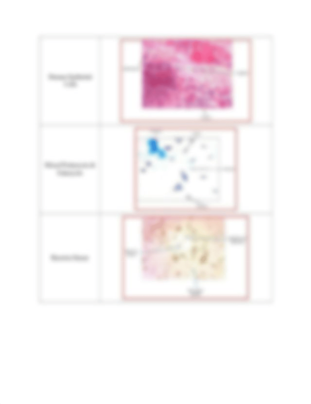 Cells_Prokaryotic and Eukaryotic_KEY.pdf_d18d67ls93h_page4