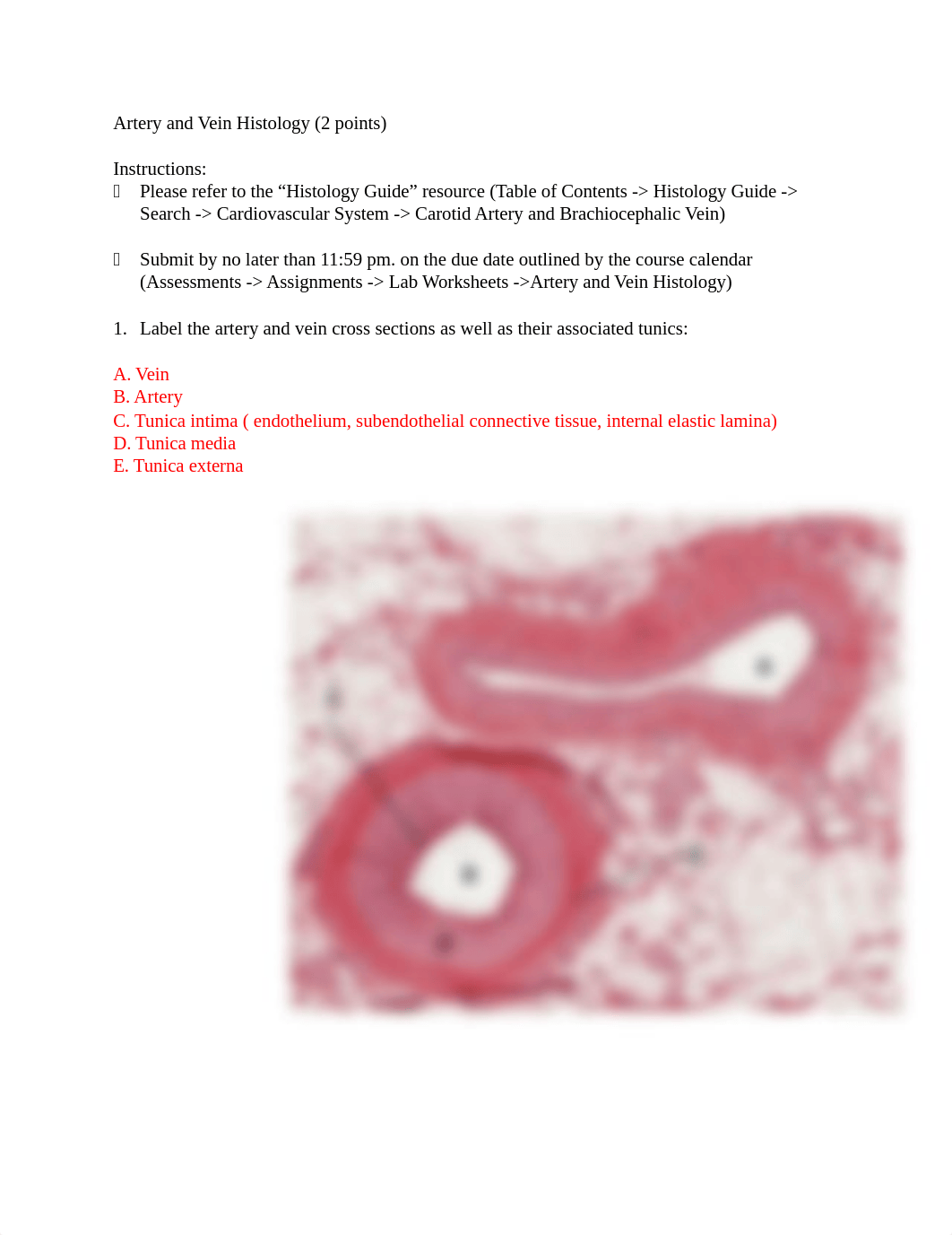 Artery and Vein Histology  (1)33.docx_d18leeaxf9v_page1