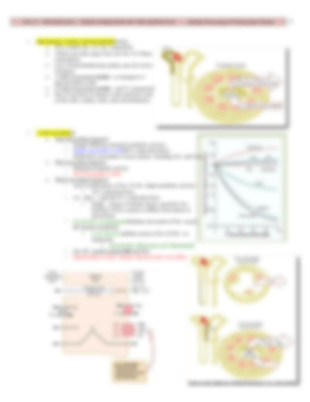 Physio - 27 - Urine Formation by the Kidney - Part II - BL_d18lyumyisk_page3